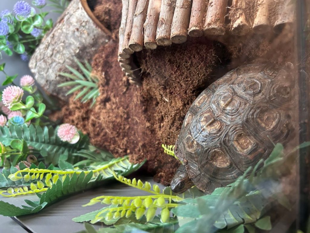 turtle in a terrarium at pyramid dental clinic